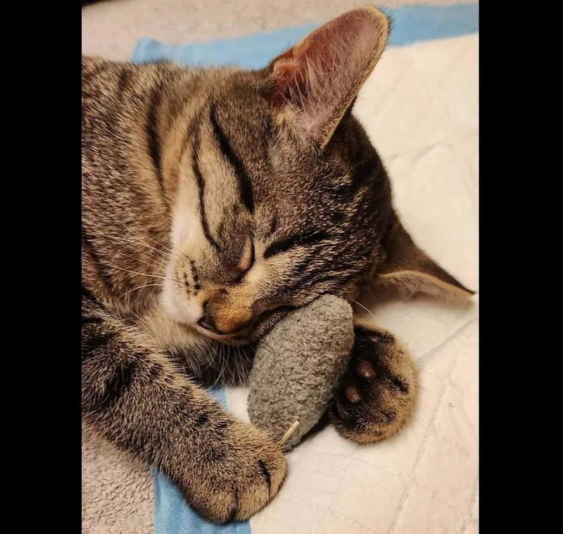 A young medium-sized female Domestic Short Hair cat named Scooter for adoption in Chicago, IL