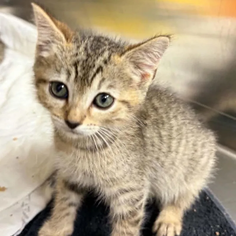 A baby small-sized female Brown / Chocolate Domestic Short Hair cat named Justice for adoption in Concord, NC