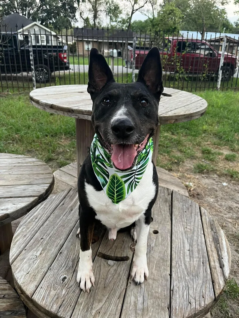 An adult large-sized male Bull Terrier dog named Gonzo for adoption in Humble, TX