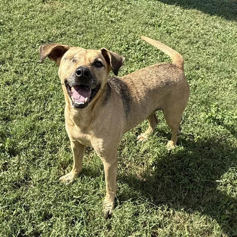 An adult medium-sized female Mixed Breed dog named Reese for adoption in Brenham, TX