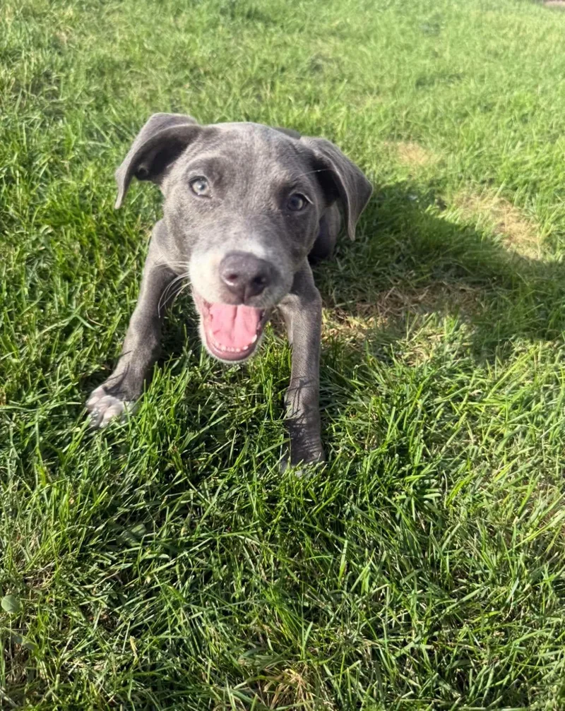 A baby large-sized female Gray / Blue / Silver Catahoula Leopard Dog dog named Athena for adoption in New London, WI
