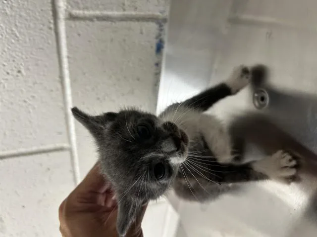 A baby small-sized male Domestic Short Hair cat named Marble for adoption in San Bernardino, CA