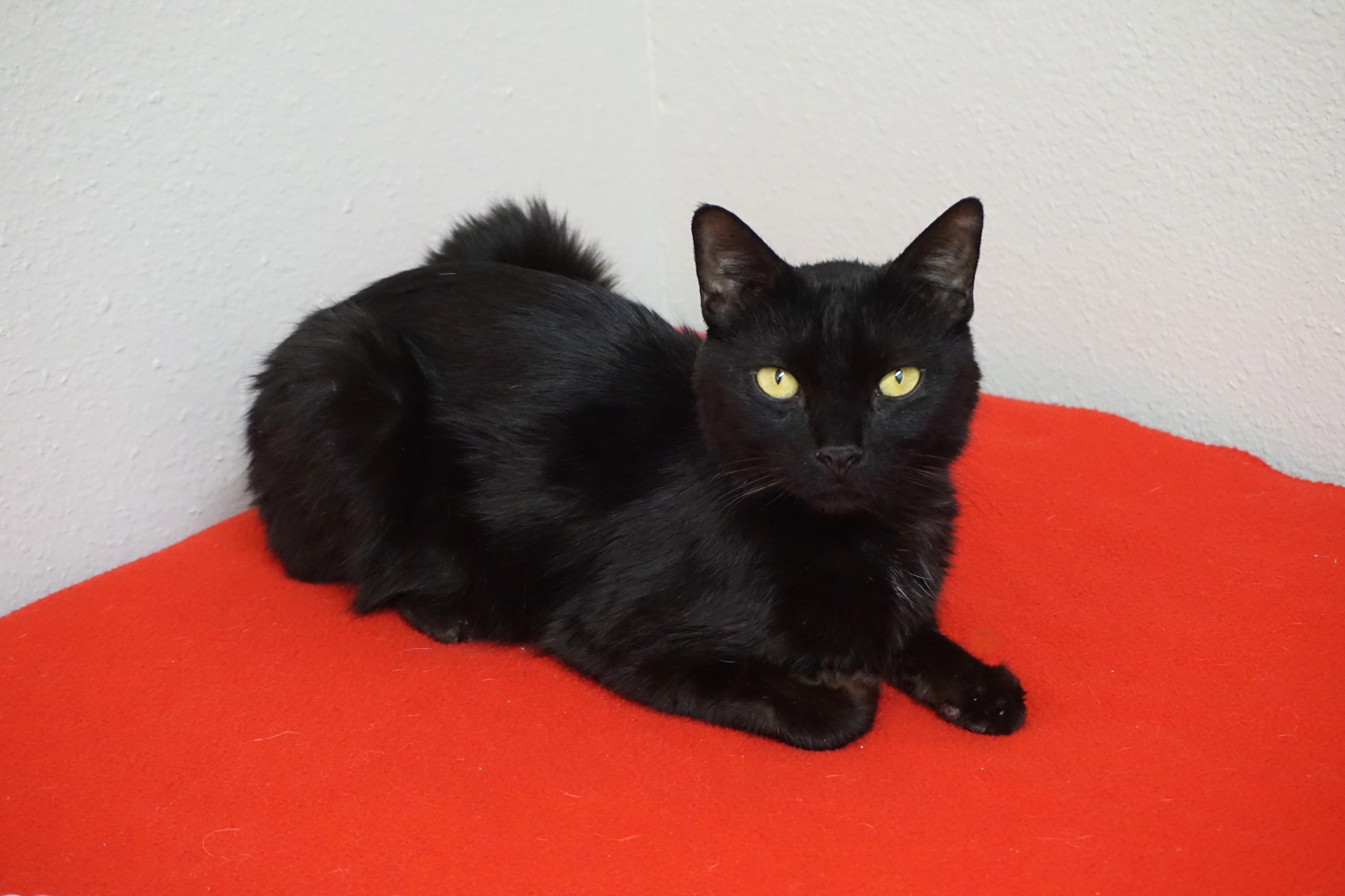 An adult medium-sized male Domestic Short Hair cat named Bojo for adoption in Fountain Hills, AZ