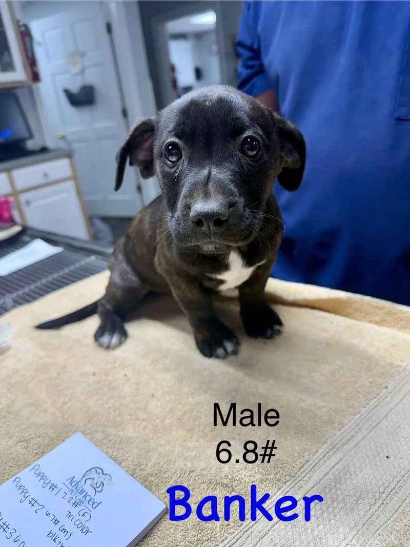 B Litter Banker