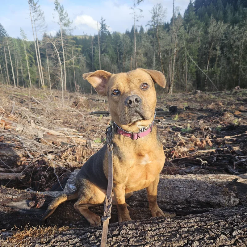 A young medium-sized male Black American Staffordshire Terrier dog named Rupert for adoption in Junction City, OR