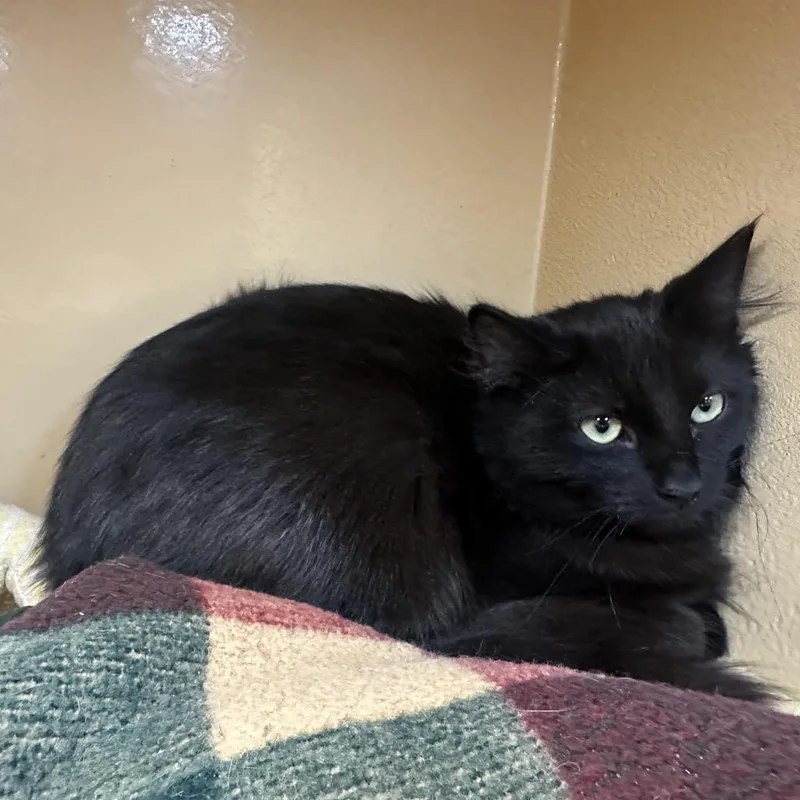 A young medium-sized male Domestic Long Hair cat named Frodo for adoption in Spokane, WA