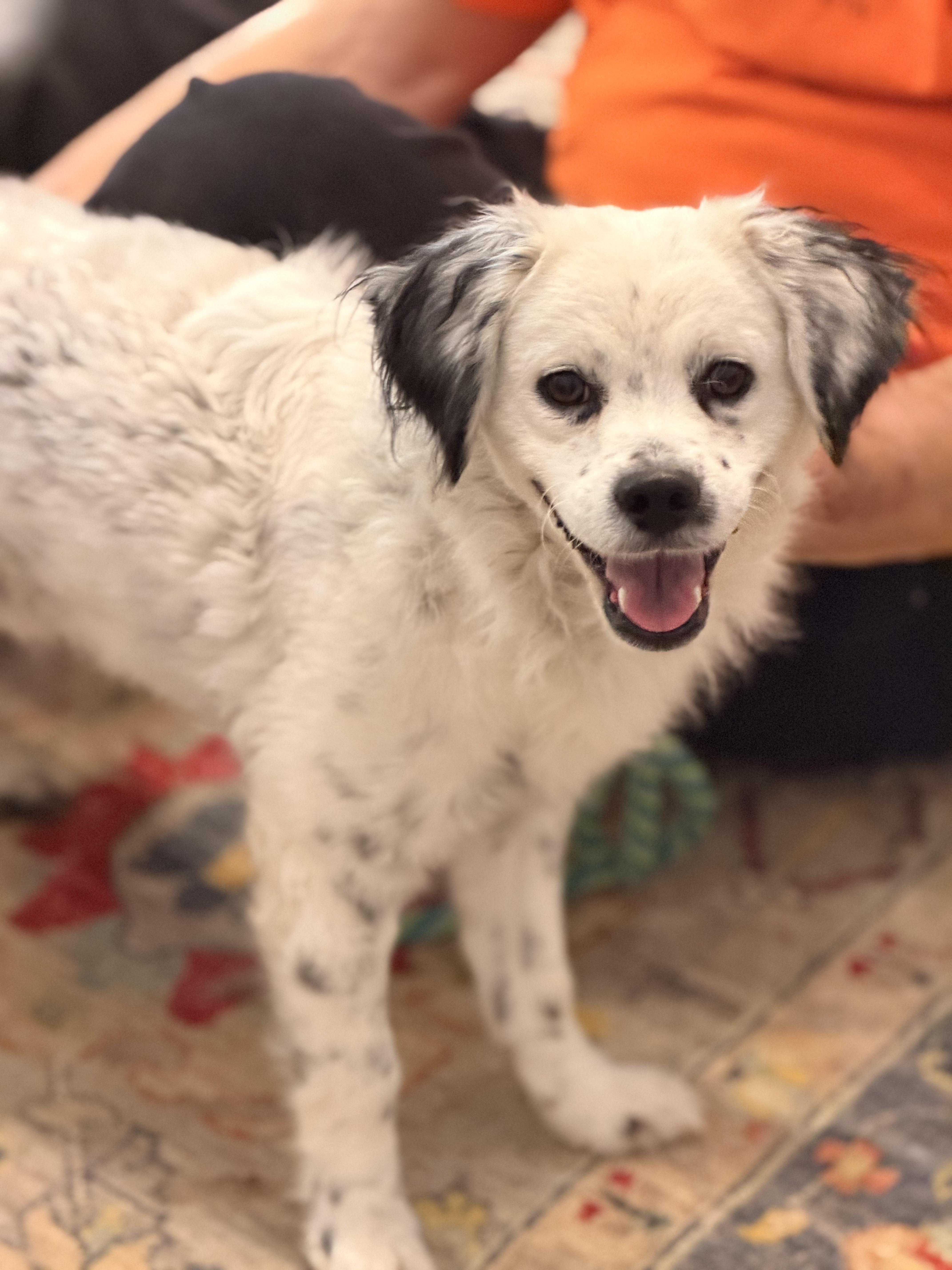 A young small-sized male White / Cream Spaniel dog named Gage for adoption in Meherrin, VA