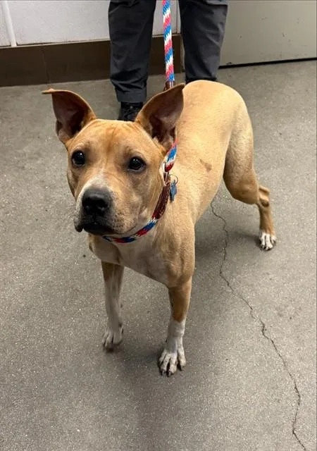 A young medium-sized female Labrador Retriever dog named Sallie Mae for adoption in Tucson, AZ