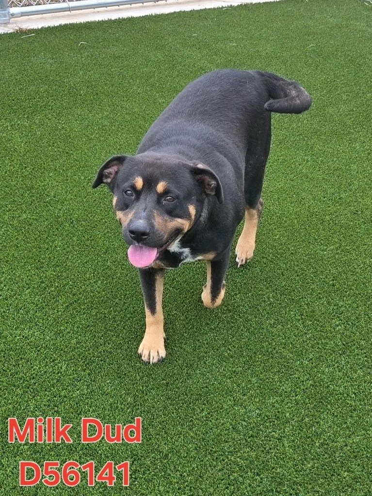 Milk Dud
