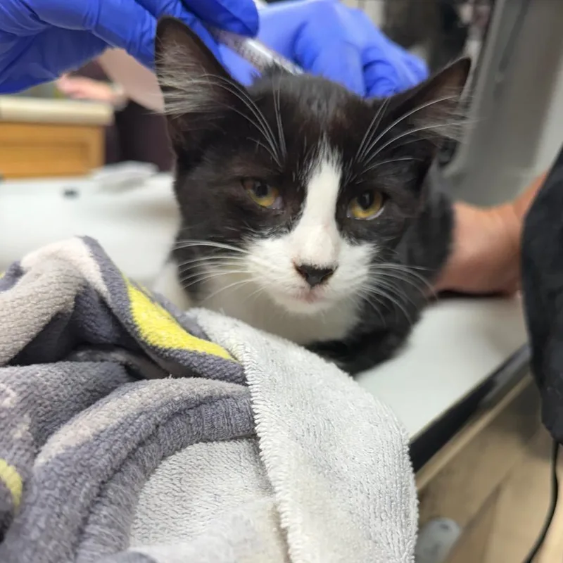 A young small-sized male Domestic Short Hair cat named French Fry for adoption in Starkville, MS