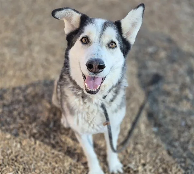 An adult medium-sized male Husky dog named Yeager for adoption in Albuquerque, NM