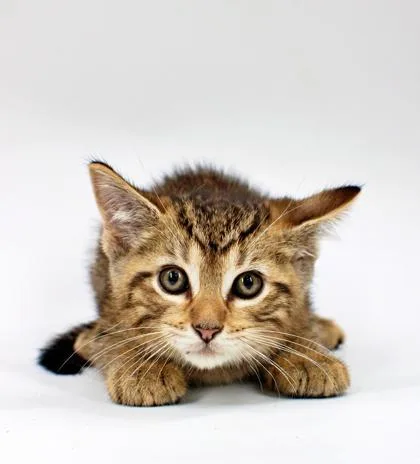 A baby small-sized male Domestic Medium Hair cat named Mufasa for adoption in Morton Grove, IL