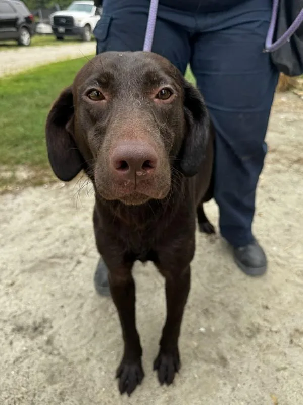 An adult large-sized female Labrador Retriever dog named B for adoption in Salisbury, MD