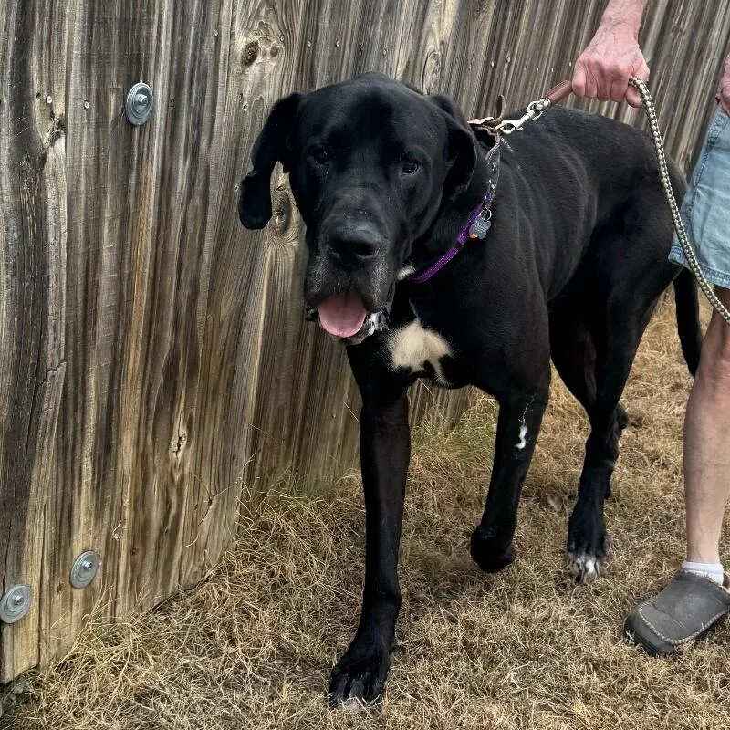 A senior medium-sized male Great Dane dog named Cynn Diesel for adoption in lawton, OK