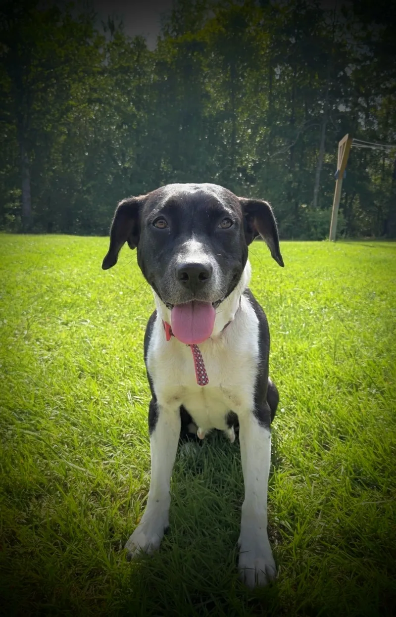 An adult medium-sized female Mixed Breed dog named Pebbles for adoption in Nahunta, GA