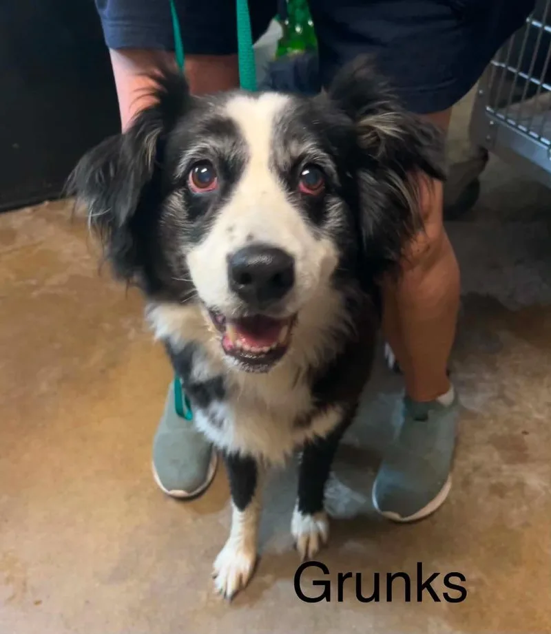 A young large-sized female Australian Shepherd dog named Grunks for adoption in Princeton, IN