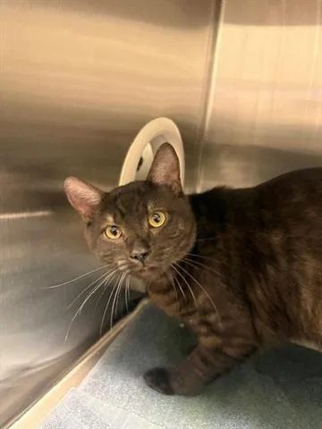 A young medium-sized male Domestic Short Hair cat named Artemis for adoption in San Martin, CA
