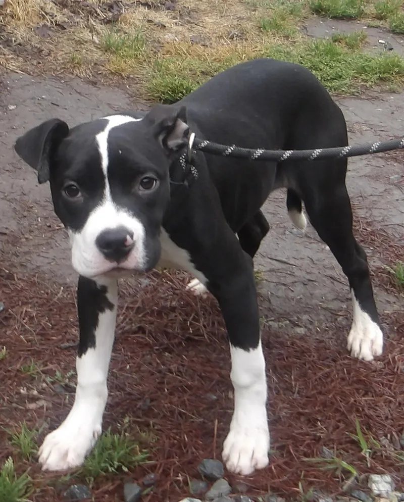 A baby medium-sized female Mixed Breed dog named Guppy for adoption in Gloucester, VA