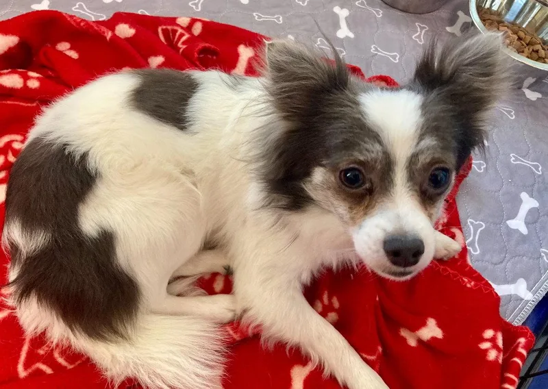 An adult small-sized male Chihuahua dog named Jojo for adoption in Grafton, WI