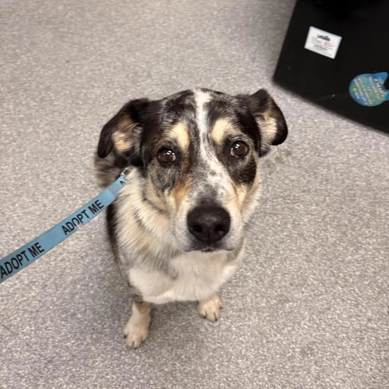 A senior medium-sized male Gray / Blue / Silver Australian Cattle Dog / Blue Heeler dog named Eddy Rio for adoption in Durango, CO