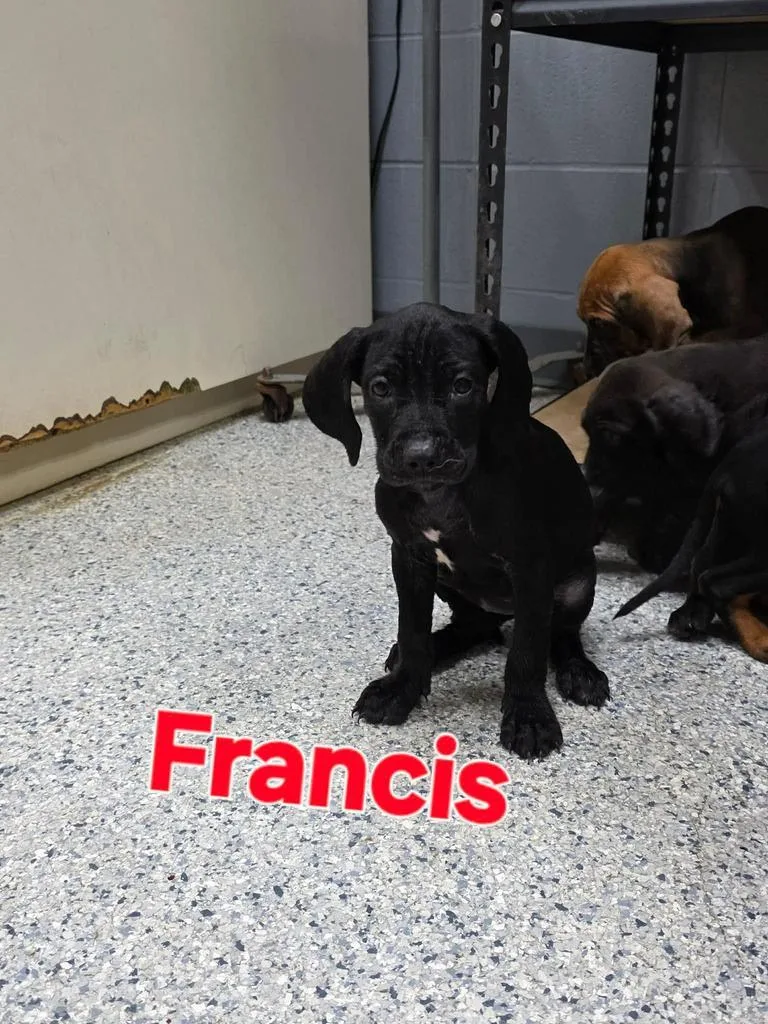 A baby medium-sized female Hound dog named Francis for adoption in Livingston, LA