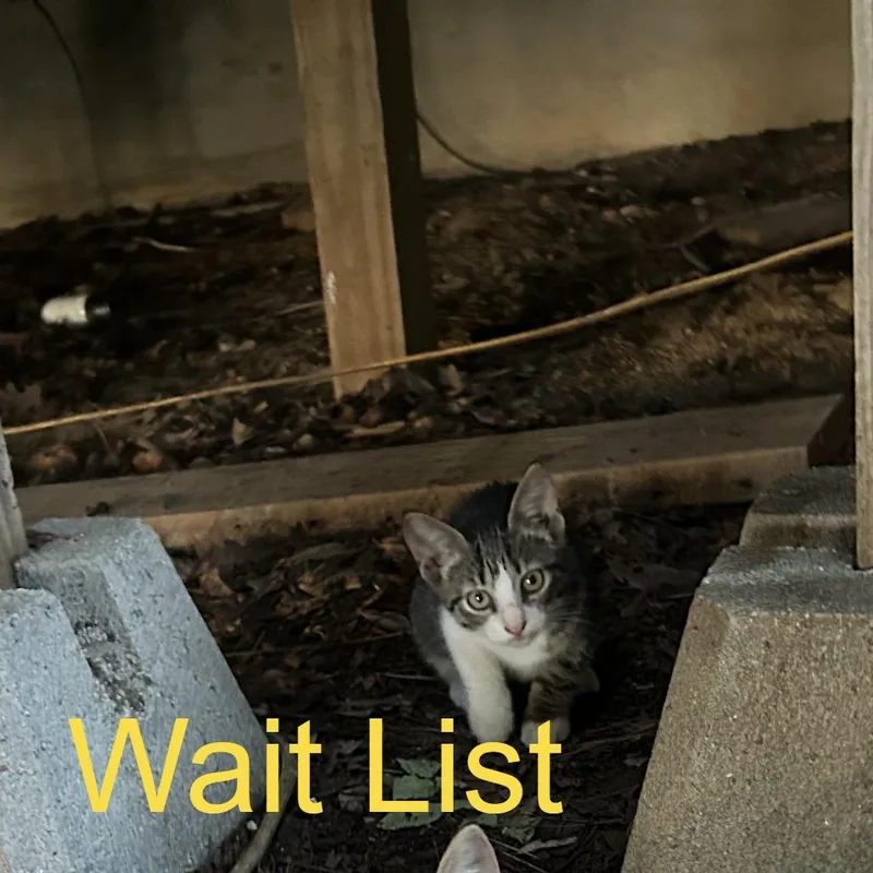 A baby small-sized female Gray / Blue / Silver American Wirehair cat named Bootsie for adoption in Livingston, TX