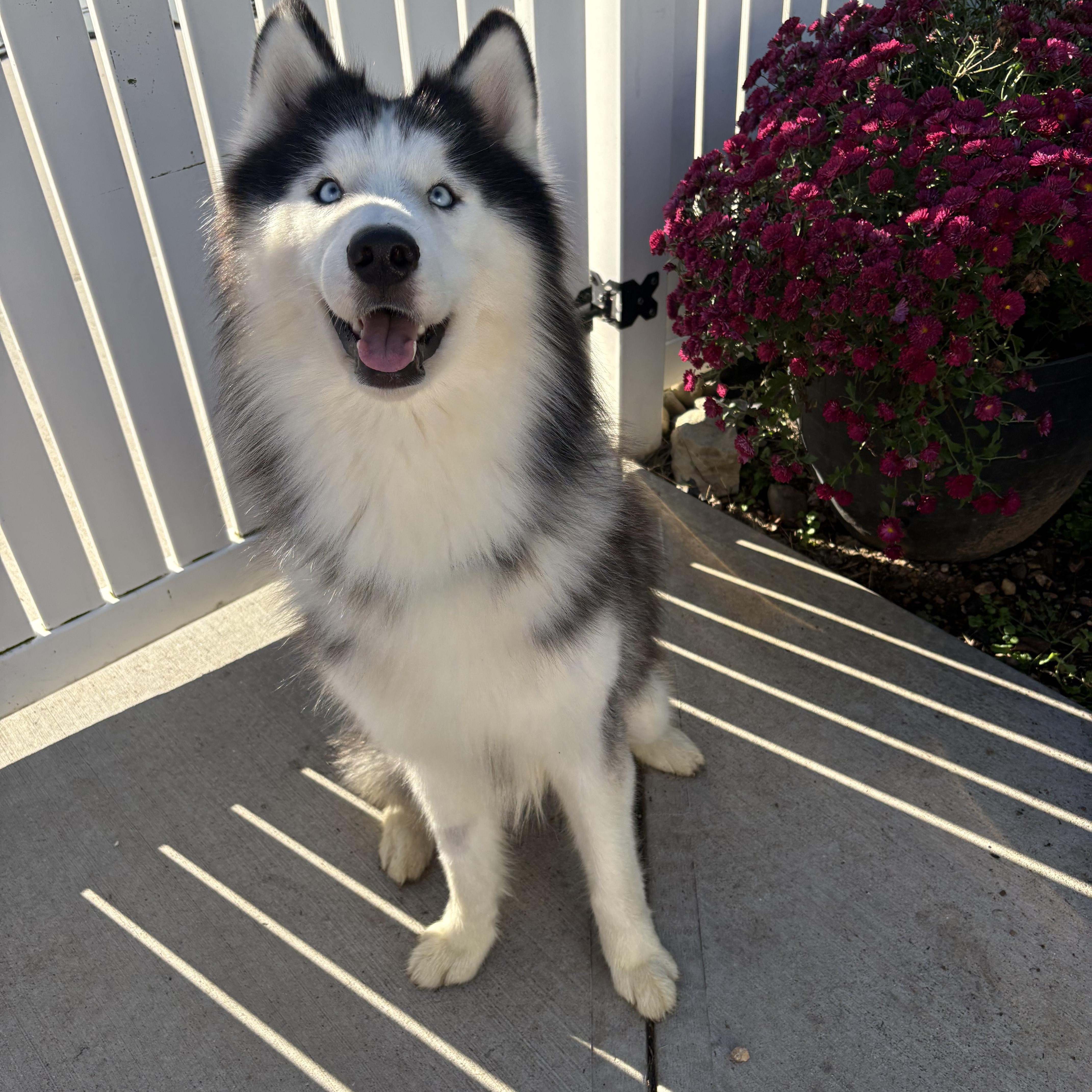 An adult medium-sized male Husky dog named Rocky for adoption in York, PA