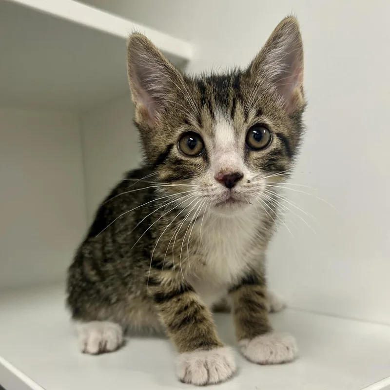 A baby small-sized male Domestic Short Hair cat named Mantis for adoption in St Joseph, MO