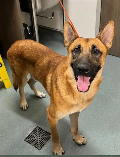 A young large-sized male German Shepherd Dog dog named Merlot for adoption in Baytown, TX