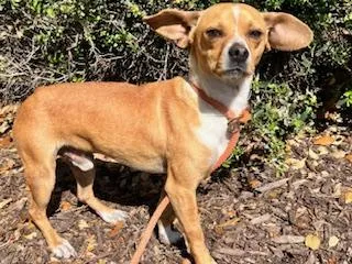 Fletcher thumbnail 3