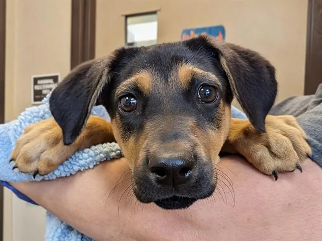 A baby small-sized female Doberman Pinscher dog named Riley for adoption in Ontario, CA