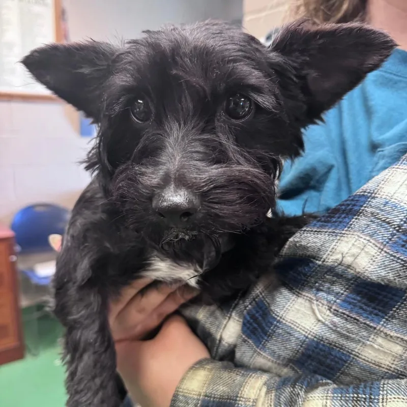 An adult small-sized female Black Yorkshire Terrier dog named Ona for adoption in South Haven, MI