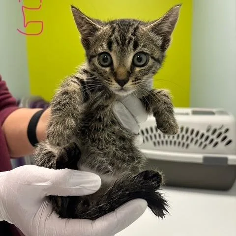 A baby small-sized male Brown / Chocolate Domestic Short Hair cat named Dart for adoption in Mooresville, NC