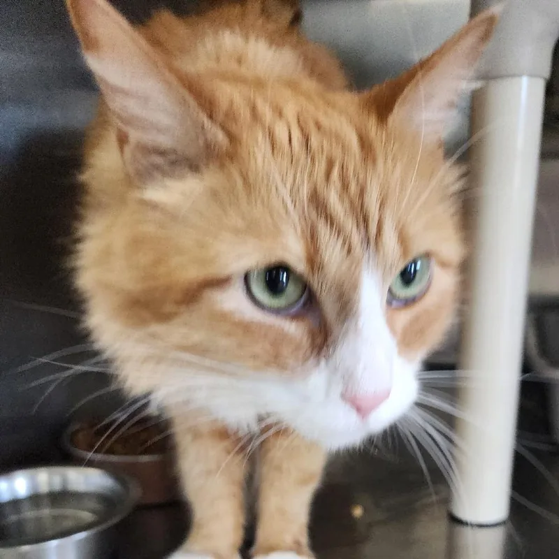 An adult small-sized male Orange / Red Domestic Long Hair cat named Jimmy John for adoption in Spanish Fork, UT