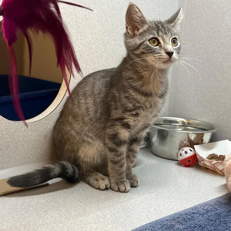A baby small-sized female Gray / Blue / Silver Domestic Short Hair cat named Alice for adoption in Pittsburgh, PA