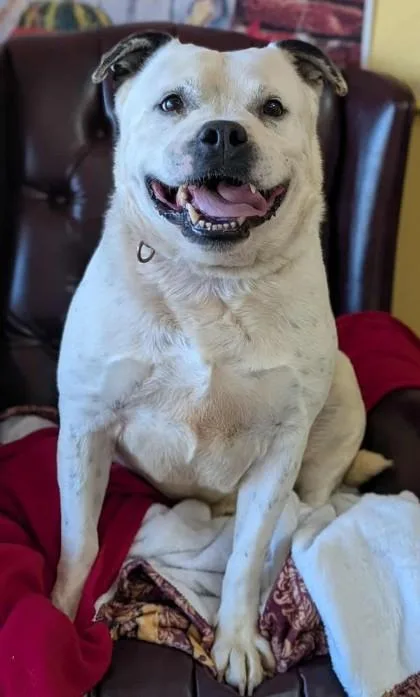 Spotticus thumbnail 2