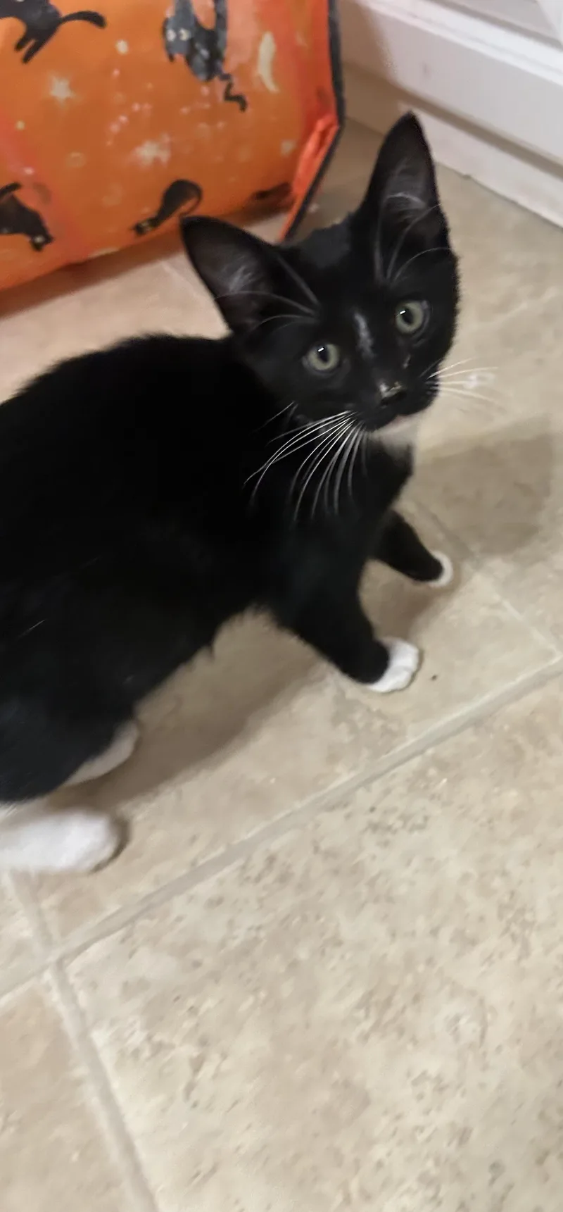 A baby small-sized male Domestic Short Hair cat named Kendrik for adoption in Heyburn, ID