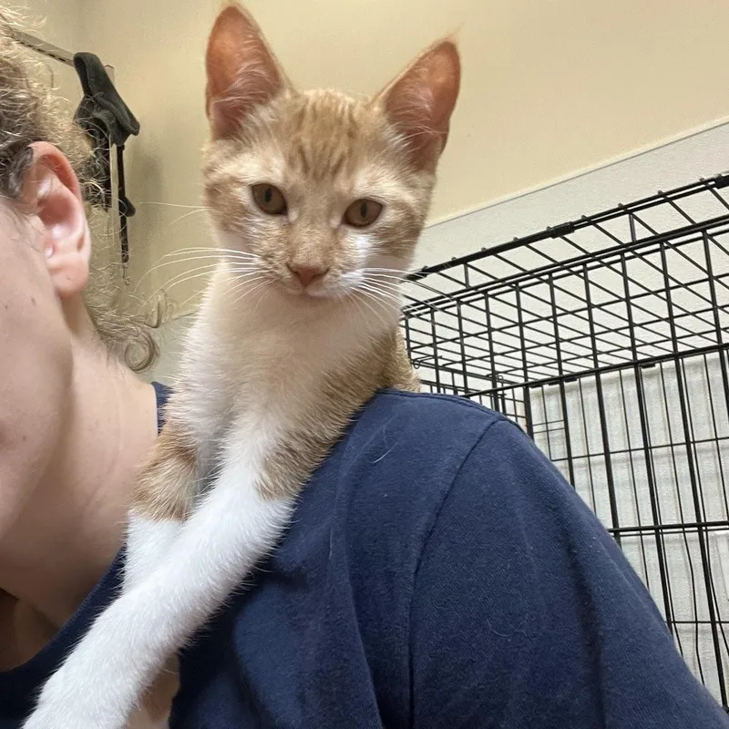 A baby medium-sized female Orange / Red Domestic Short Hair cat named Firefly for adoption in Salisbury, NC