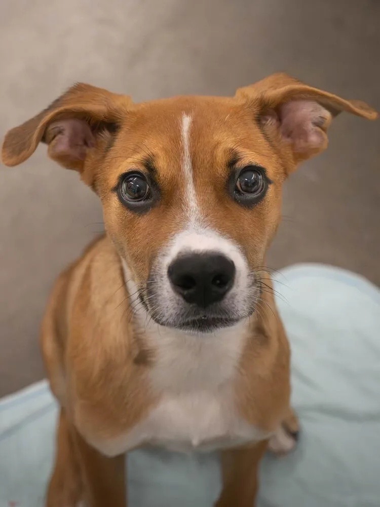 A baby large-sized male Shepherd dog named AAD Featured Pet! Rye for adoption in Armonk, NY