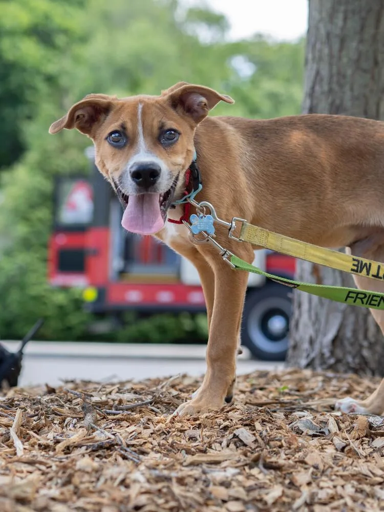 AAD Featured Pet! Rye thumbnail 2