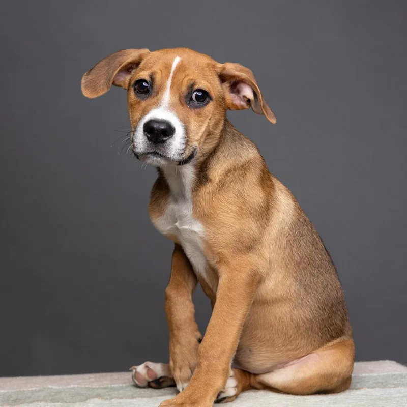 AAD Featured Pet! Rye thumbnail 3