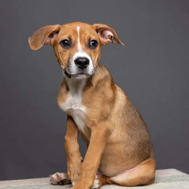 AAD Featured Pet! Rye thumbnail 4