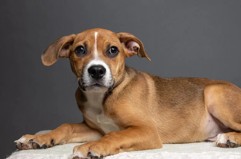 AAD Featured Pet! Rye thumbnail 5
