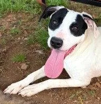 A young medium-sized male Hound dog named Bourbon for adoption in Carrollton, GA