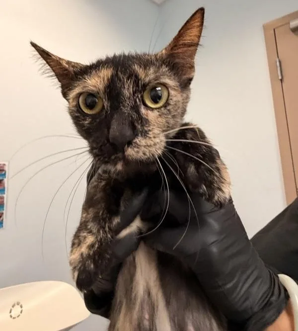 A young small-sized female Domestic Short Hair cat named Ginny for adoption in San Diego, CA