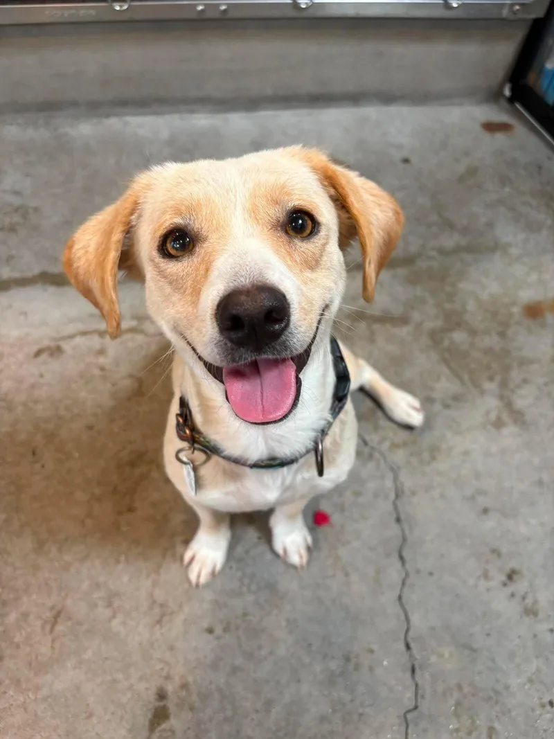 A young small-sized female Apricot / Beige Chihuahua dog named Dawn for adoption in Phoenix, AZ