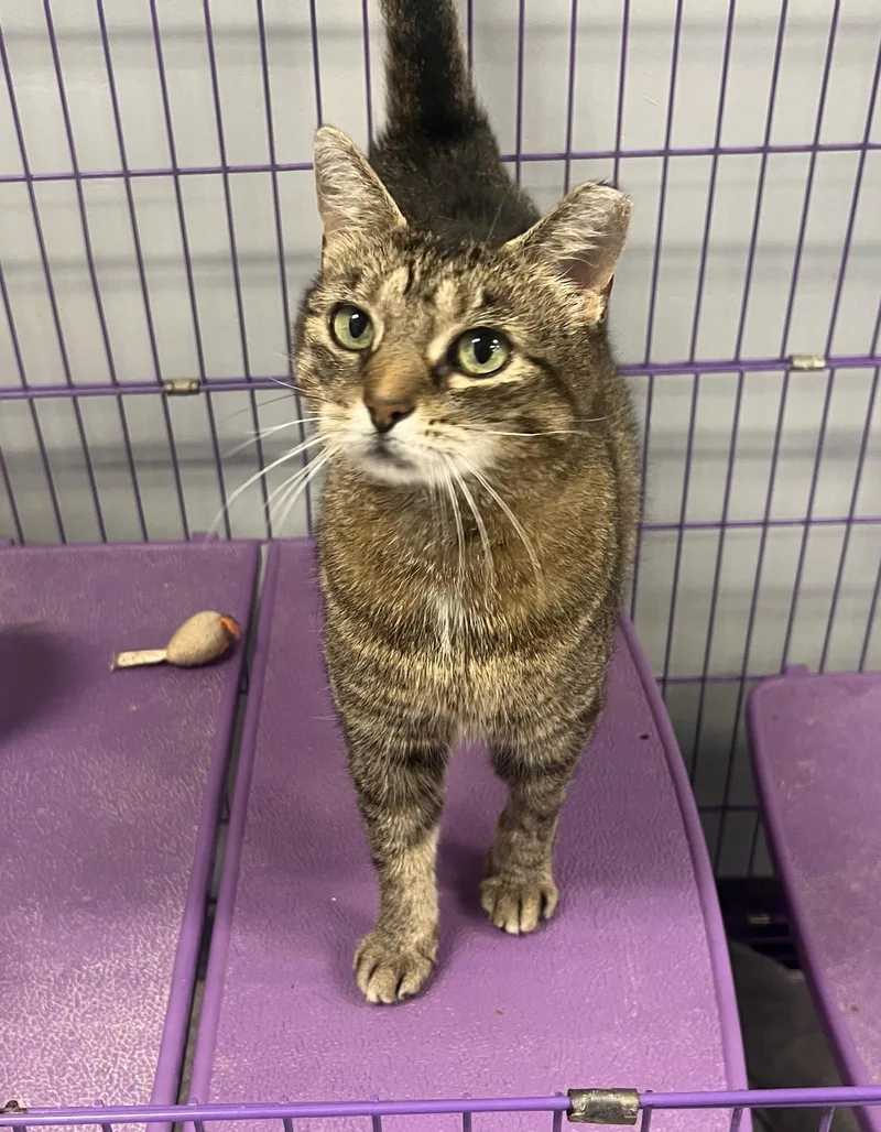 An adult medium-sized female Tabby cat named Tatum for adoption in Georgetown, KY