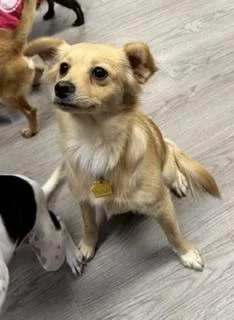 A young small-sized female Pomeranian dog named Dolly for adoption in Gouverneur, NY