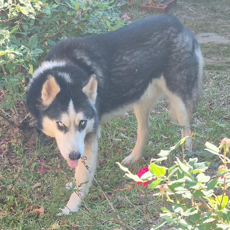 An adult large-sized male Gray / Blue / Silver Mixed Breed dog named Max for adoption in Columbus, GA