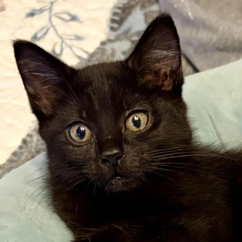 A baby medium-sized female Black Domestic Short Hair cat named Jolene for adoption in Houghton Lake, MI